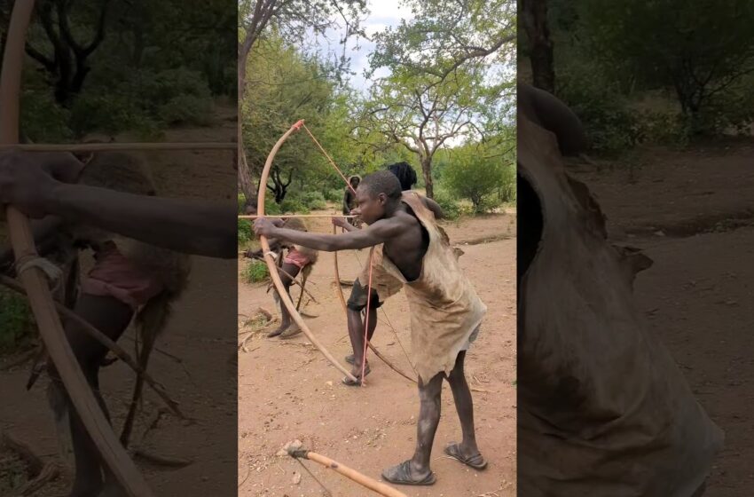  hadza use bows and arrows for hunting their food #africa #africantribe #hadzabetribe #villagelife