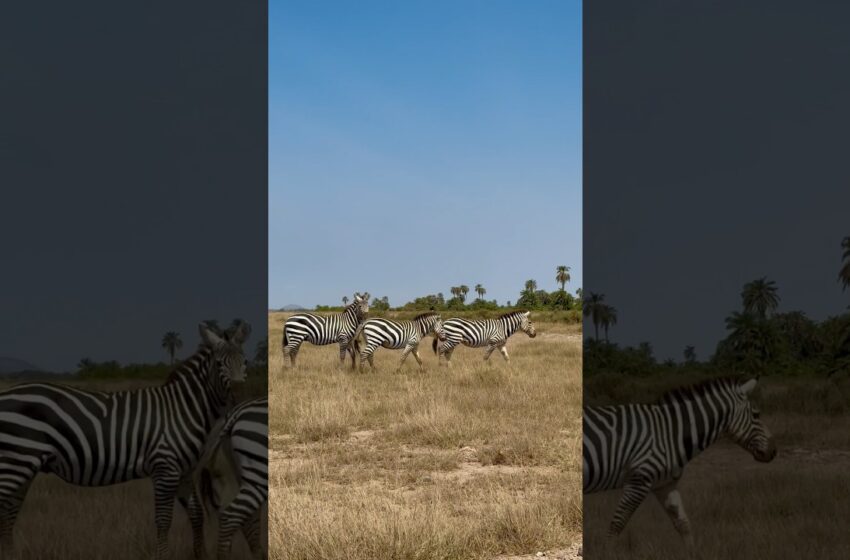  Echoes of the wild. #shorts #ytshorts #zebra #kenya #bengalivlog #banglavlog #travel #africa