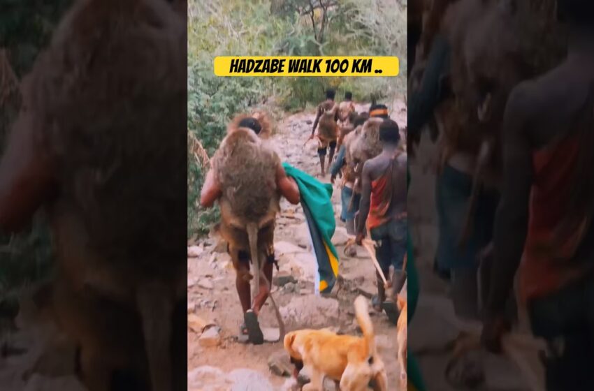  8 hours -Unbelievable Trabe Walks And Runs To Find Food #africa #primitive #wildlife #cooking