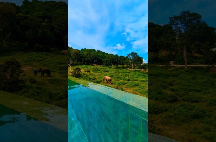  Elephants, Samui, Thailand, Travel, Africa, Family, swimming pool, Blue Sky, #travel #solo #nature