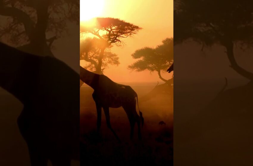  namibia #wildlife #namibia #safari #travel #africa